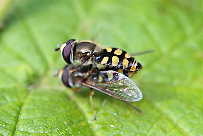 Syrphidae da identificare